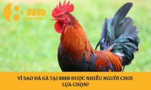đá gà